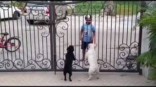 En manasula ulla baarame... LoL | Kid dancing before dog behind a gate