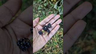 ஜெர்மனி-ல Blackberry செடி எப்படி வளரும் 🤔❓️ #germany #tamilvlog #ytshorts #blackberry #garden #berry