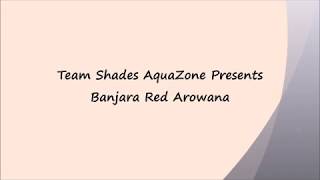 SAZ Banjara Red Arowana Collection