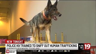 K-9 Besa only dog in nation with special human trafficking certification