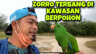 MELATIH BURUNG BAYAN/ELECTUS DI KAWASAN SEMI EXTREME / ZORRO LULUS