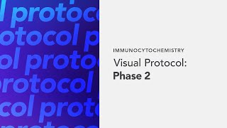 Immunocytochemistry Visual Protocol: Phase 2