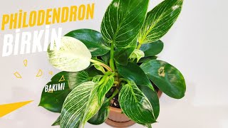 Philodendron Birkin Nasıl Bakılır? Yaprak Desenlerini Koruyun!