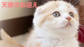 生後90日の天使のお迎え(感動)