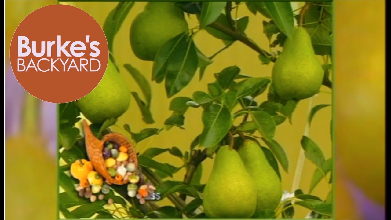 Videos Burke S Backyard