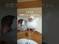 birds birds かわいい 小鳥 癒し 文鳥 文鳥のいる暮らし 文鳥生活 放鳥 文鳥好き 文鳥動画 文鳥動画 なかよし 夫婦 夫婦実況 夫婦の日常