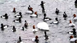 白鳥とカモたちの潜水　諏訪湖