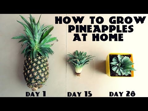How to Grow Pineapples at Home Fast n Easy How to Grow Pineapples at Home Fast n Easy