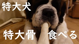 【超特大骨！食べれるか？】平凡なセントバーナードの日記　特大骨を愛犬にあげてみた！[Super oversized bones! Can you eat it?