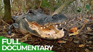 The Most Dangerous Wildlife Moments - Part 2 | Free Documentary Nature
