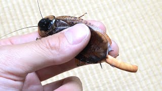 島から持ち帰った巨大ゴキブリのケツから何か出てきた…