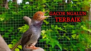 Suara PIKAT prenjak kepala merah jantan GACOR NGOTOT Ngalun