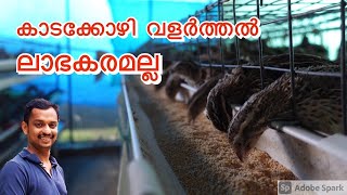 kada kozhi valarthal #quail farming #kada kozi #quail farm idukki #kl06 farm #kada valarthal #kada