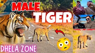 MALE TIGER ON ROAD SIGHTING 😲 GUEST FULL ENJOYED SAFARI IN DHELA ZONE 🤩 #yuvrajjimcorbett