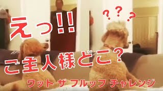 「えっ!?ご主人が消えた!!」飼い主のイタズラマジックに動揺しまくる可愛い犬たち