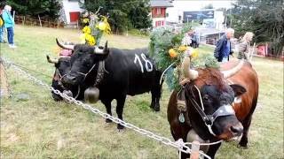 CRANS MONTANA Switzerland fête de la désalpe 2016