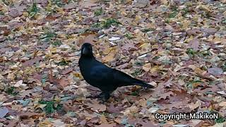 ハシブトガラス：放鳥_その後