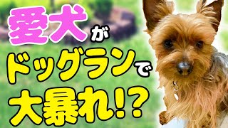 愛犬がドッグランで大暴れ！？【ヨークシャーテリア】