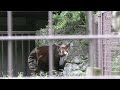 オカピの様子　　appearance of okapi　8月 4日 撮影