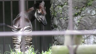 オカピの様子　　Appearance of okapi　8月 4日 撮影