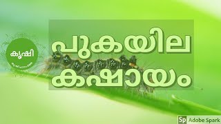 പുകയില കഷായം എങ്ങിനെ ഫലപ്രദമായി ഉപയോഗിക്കാം - tobacco pesticide preparation and usage