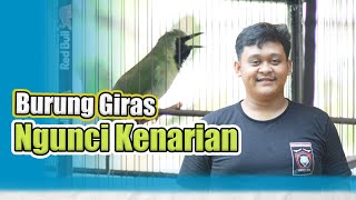 [CI Leak] karakter Cucak Ijo Giras cucak ijo ngunci kenari Cucak IJO KENARIAN cucak ijo atar HoBi ID