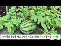 2021년 사랑나무 유치원 텃밭 이야기🌱♥