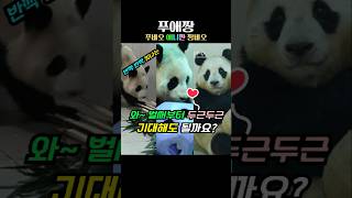 좀 더 나아진 푸바오를 기대해도 좋을까요?