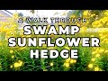 Plant Profile: Swamp Sunflowers (helianthus angustifolius)!