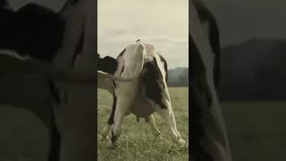cow dance |funny vedio 🐄🐄🐄🐄|bestmoments scene #whatsappstatus