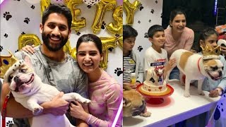 Samantha and Naga Chaitanya ki pet birthday party special moment