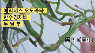 이원난농원의 메리데스 오도라타 심은지 두 달 후 모습. 60 days after Orchids planted semi water Culture.