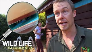 You Won't Believe What Is Living In These Walls! | Full Episode | The Wildlife Of Tim Faulkner