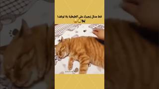 قط مدلل يُجبرك على الطبطبة بلا توقف!😆😸🐈‍⬛ #قطط