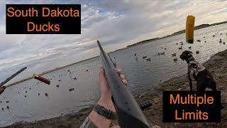 South Dakota | Duck Hunting From Layout Blinds