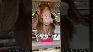 DNA sapi dan Kambing digabung #wildanimalexperiment #fiksi #animal #science