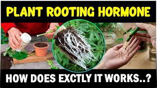 Plant Rooting Hormone - How does it works..?