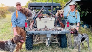 A Gang of Hunting Wirehaired Pointing Griffons at Little Q (SO FUZZY I COULD DIE!!!!!)