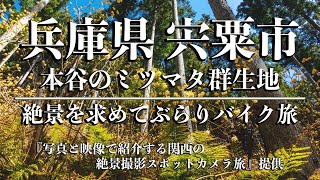 兵庫県 本谷のミツマタ群生地へ ぶらりバイク旅   \