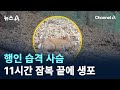 행인 습격 사슴, 11시간 잠복 끝에 생포 / 채널A / 뉴스A