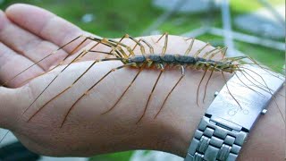 15 MOST Dangerous Insects