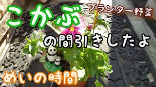 【プランター栽培】小かぶの間引き【めいの時間】