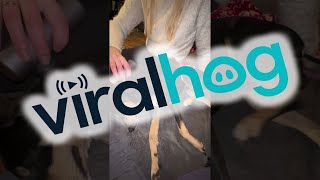 Dog Loves Being Massaged with a Massage Gun || ViralHog