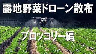 露地野菜ドローン農薬散布｜ブロッコリー｜露地野菜｜ヨトウムシ駆除｜葉面散布｜DJI