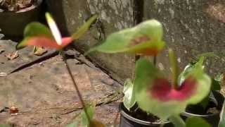 Orchid and Anthurium Flower Nursery at Balangoda