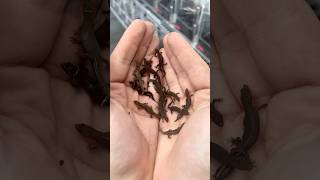 Feeding Amazon micro geckos some tiny crickets! #HerpTime #reptile #lizard #geckos