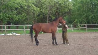 Учим жеребенка быть послушным.Обучение жеребёнка. Teaching the foal to be obedient.