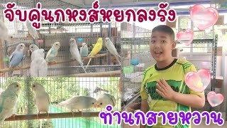 Put the young budgie into the nest Prepare to make rainbow swan bird breeders And Sai Wan,