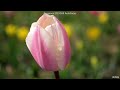 panasonic gh5 4k60p image stabilizer、autofocus test