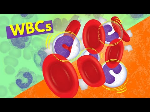 What is the difference between an amoeba cell and white blood cell?